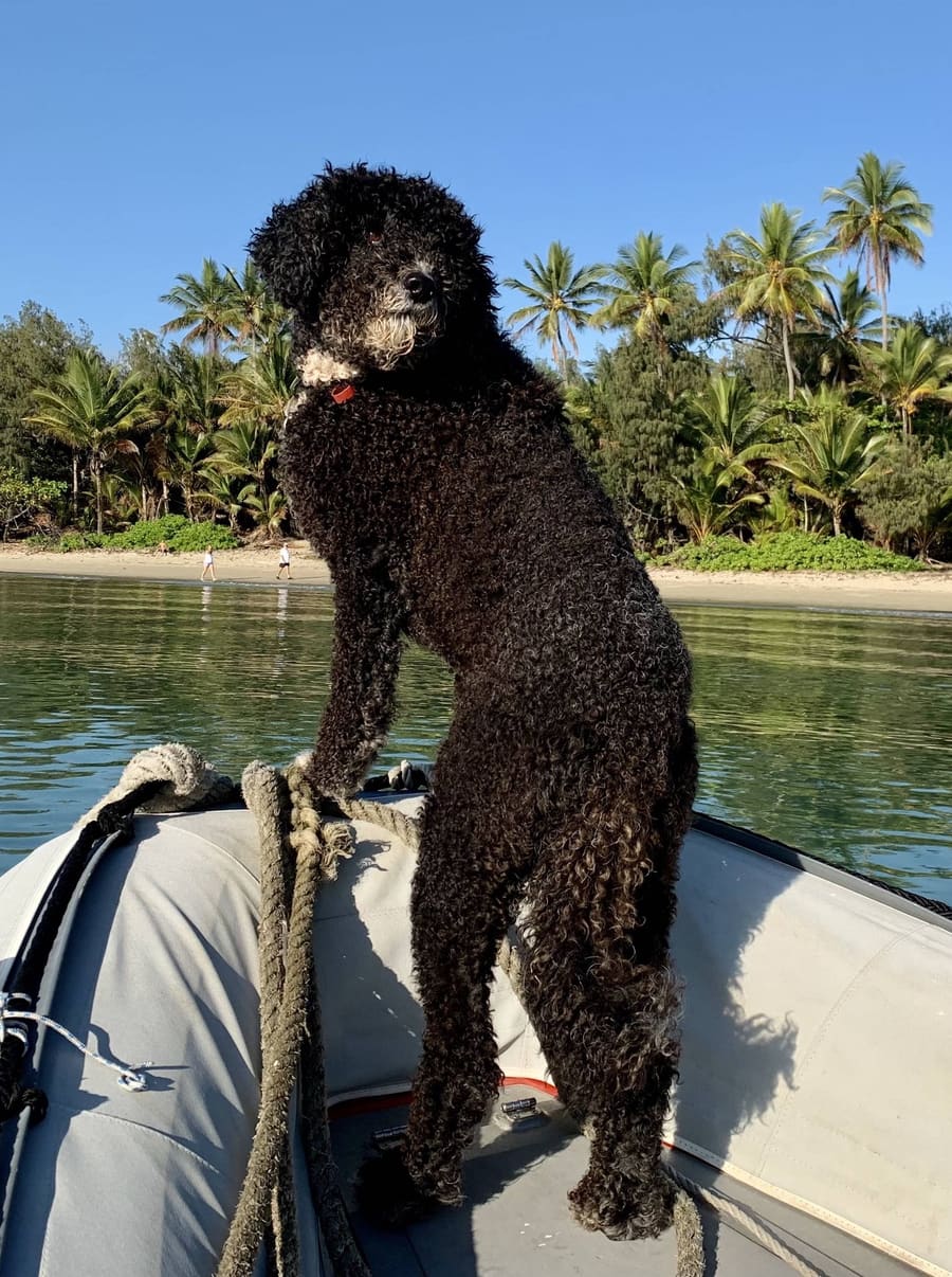 Splash The Dog