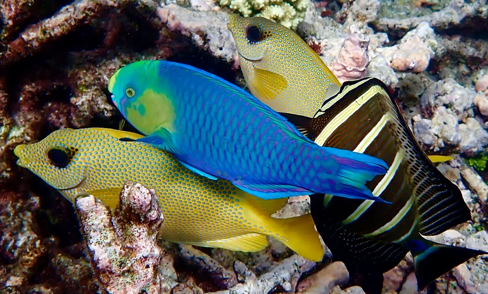 Colourful reef fish