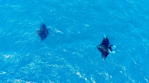 Rays swimming over the reef