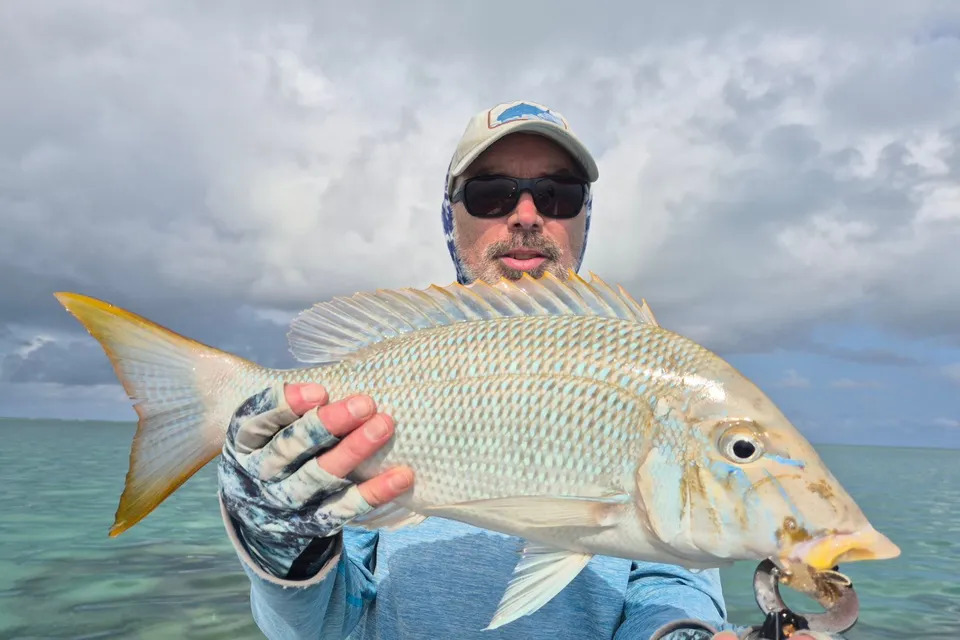 A spangled emperor caught on fly
