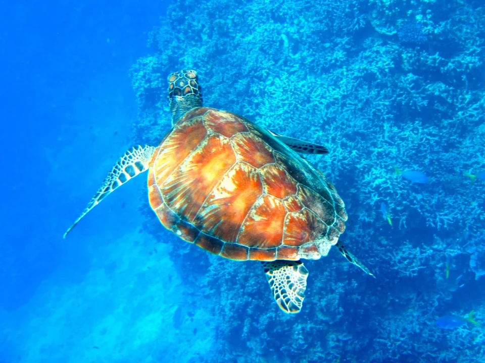 A turtle swimming over coral