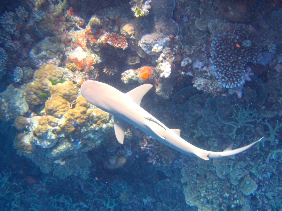 A shark above the coral