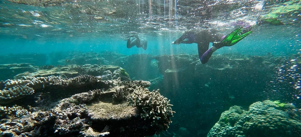 A snorkeller passing over coral