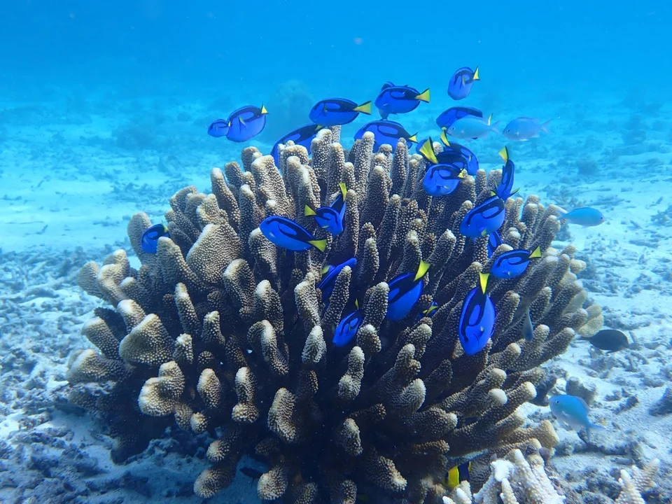 Blue fish above a coral formation
