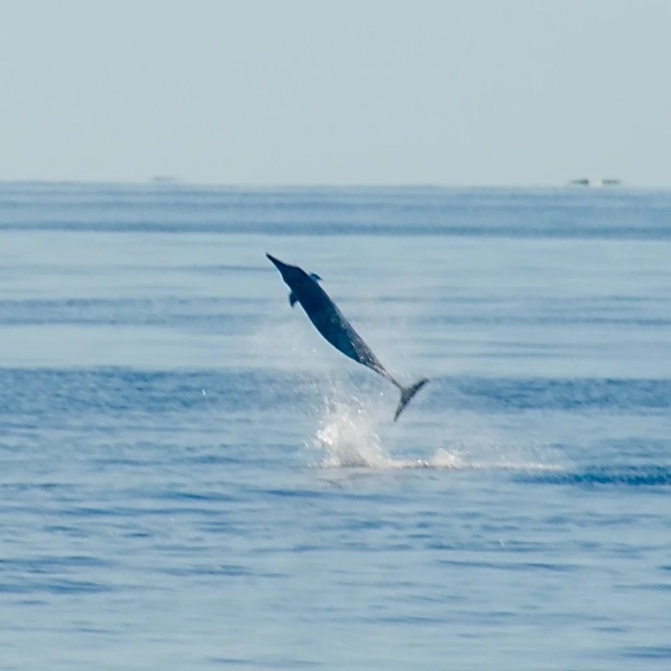 A dolphin leaping clear of the water