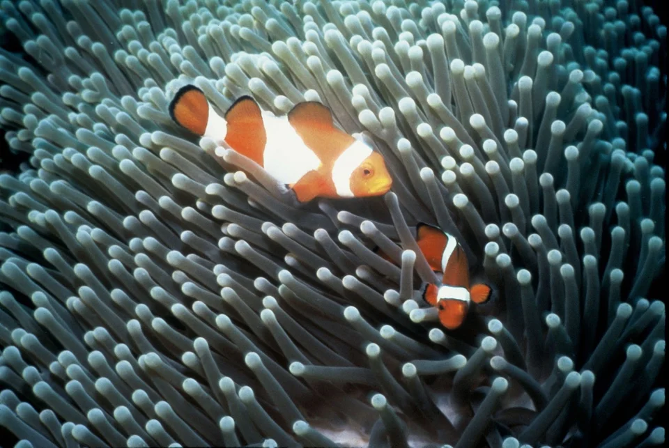 Clownfish nestled in an anemone