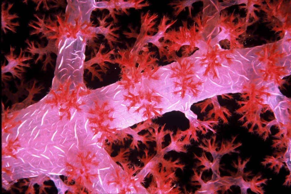 Pink coral seen close up