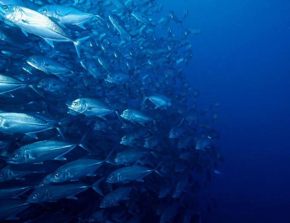 A school of fish in blue water