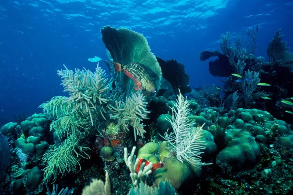 Coral and anemones on the reef