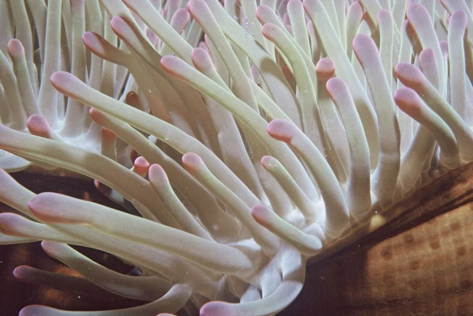 An anemone seen close up