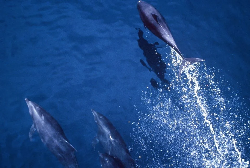 Dolphins swimming under the surface