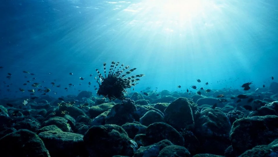 Sunlight above a coral garden