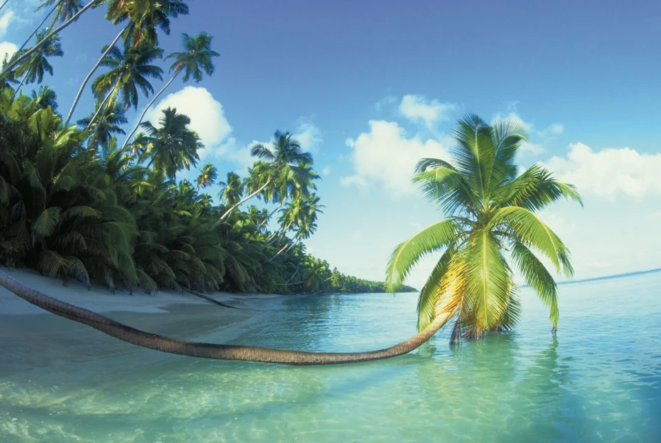 A hammock between palm trees