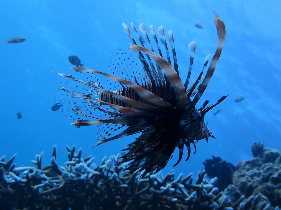 A lionfish above coral