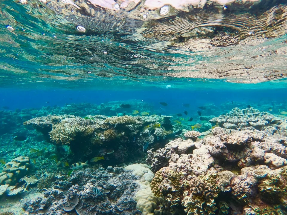 Coral just below the surface