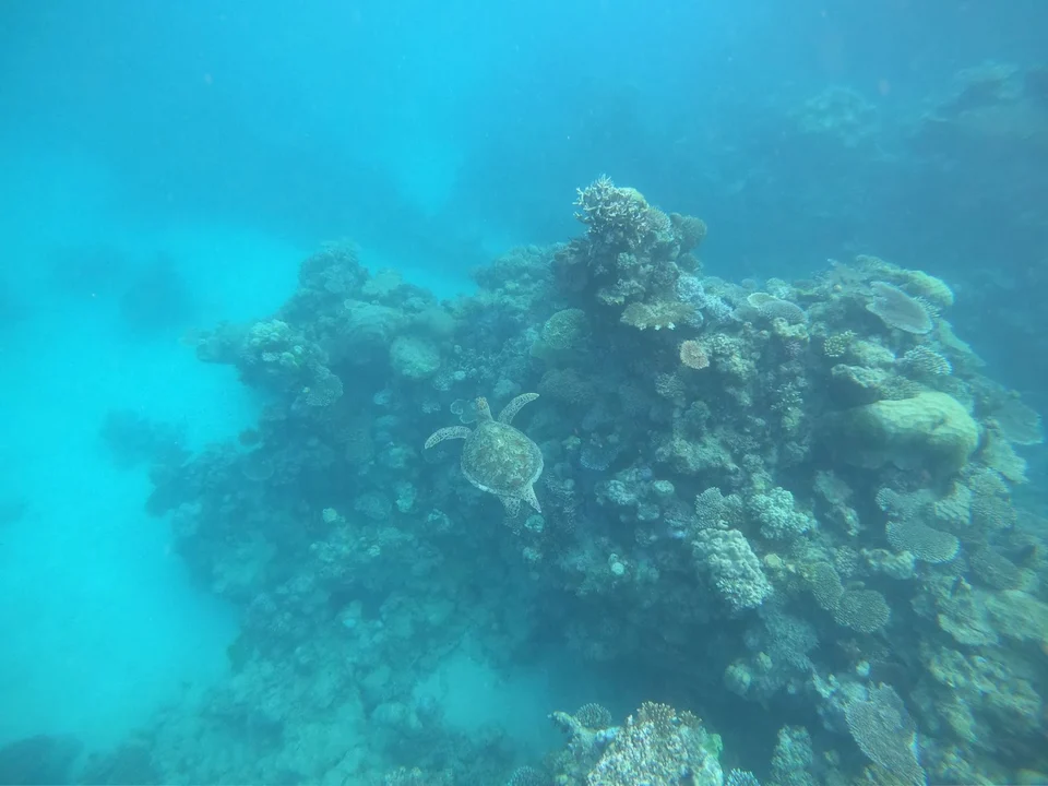 Coral formations in blue water