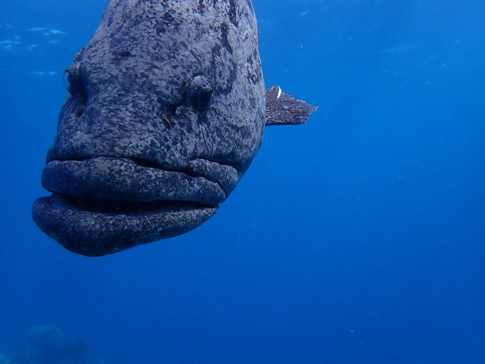 A large reef fish seen close up