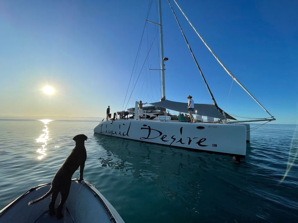 The dog watching from a paddleboard
