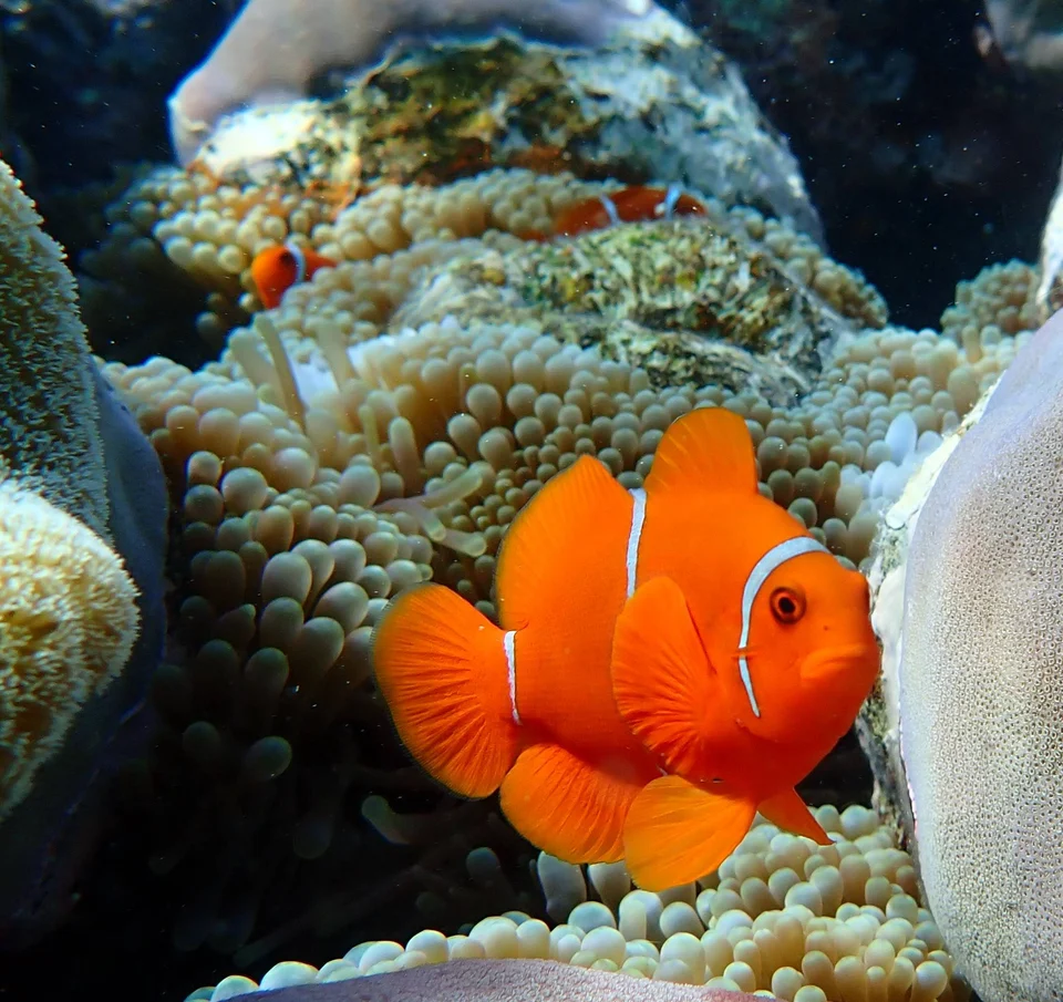 An orange clownfish in an anemone