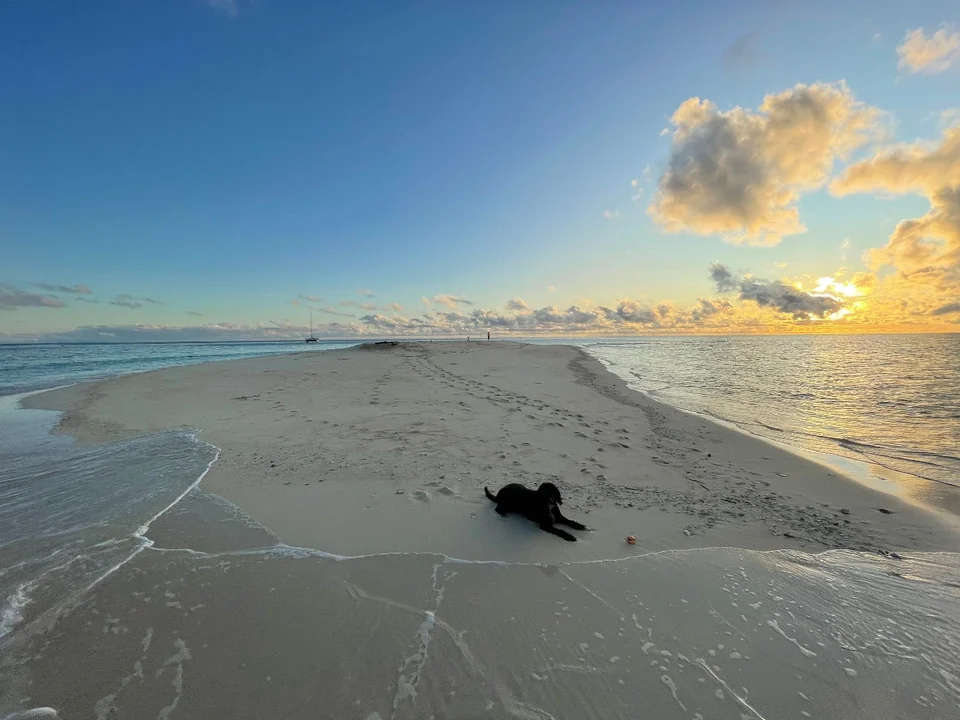 The dog on a sand cay at sunset